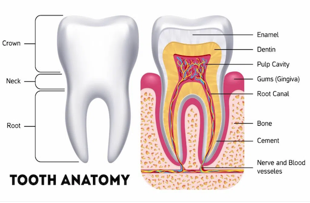 A diagram of the anatomy of a tooth